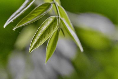 Close-up of green leaf