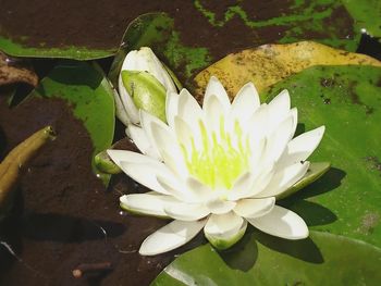 Close-up of lotus water lily in pond