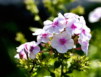 Close-up of flowers blooming outdoors