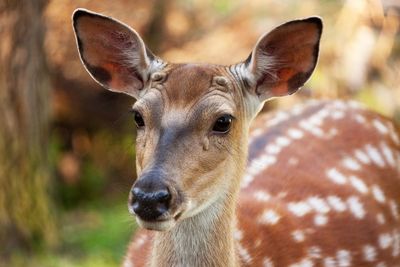 Close-up portrait of deer