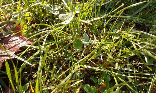 Close-up of wet grass