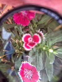 Close-up of pink flowers