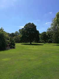 Trees growing on golf course against sky