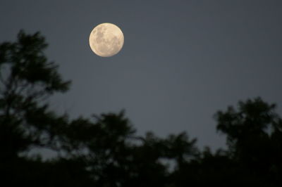 Low angle view of moon in sky at night