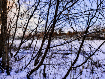 Bare trees in forest during winter