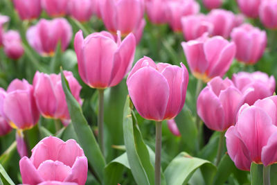 Close-up of pink tulips