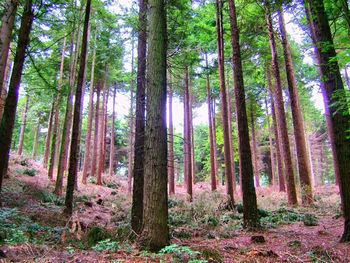 Trees in forest