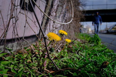 Close-up of yellow flowering plant