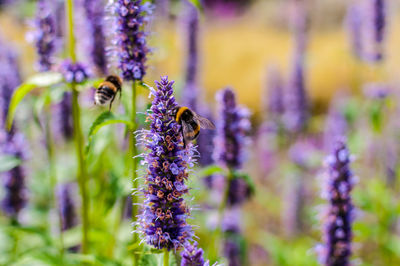 Close-up of bee on lavender outdoors