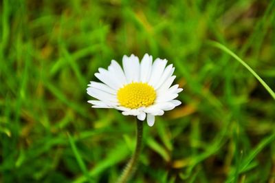 Close-up of white daisy blooming outdoors