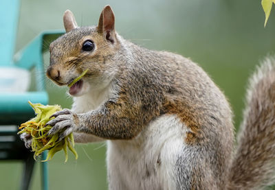 Mr. squirrel eats the head of a sunflower.