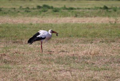 Side view of a bird on field