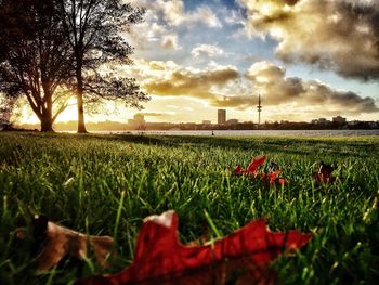 Scenic view of field against sky during sunset
