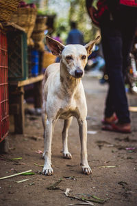 Low section of dog standing outdoors