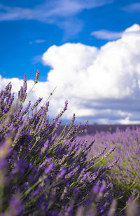 Purple flowering plants on field against sky