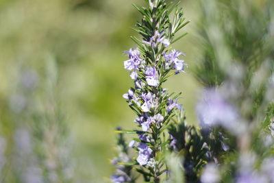 Close-up of purple flowering plant