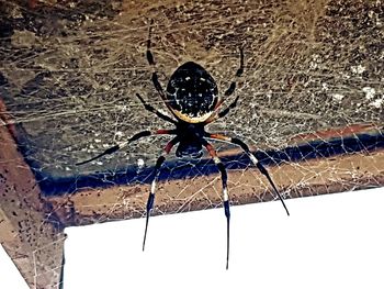 Close-up of spider