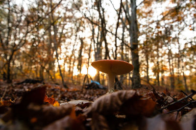 Mushroom growing on field during autumn