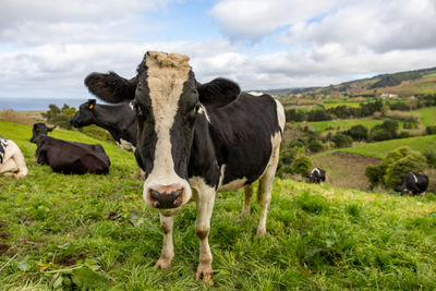 Cute cow at pasture with green grass, azores islands, mountains with cattle.