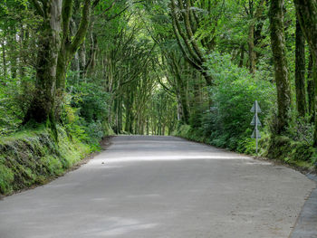 Road passing through forest