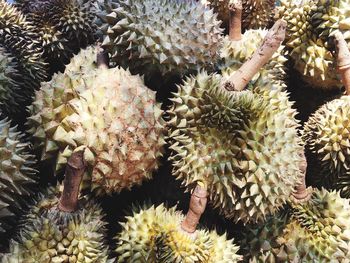 Close-up of cactus plant