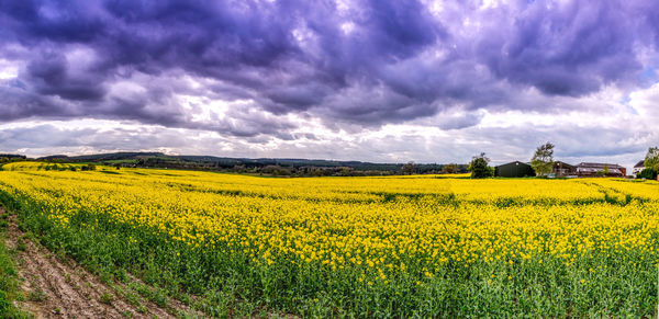 Scenic view of oilseed rape field against cloudy sky