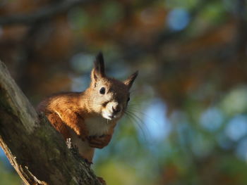 Low angle portrait of squirrel on branch