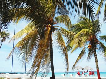 Low angle view of palm trees at beach against sky