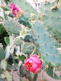 Close-up of pink flower blooming on cactus