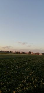 Scenic view of field against clear sky