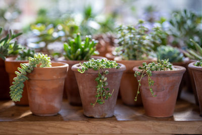 Close-up of potted plant on table