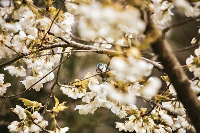 Bird in cherry blossoms in spring