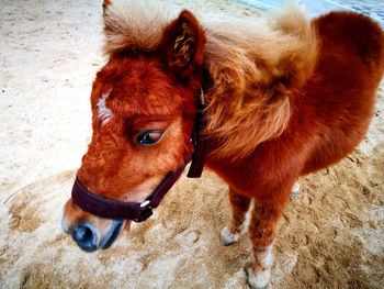 Close-up of horse standing outdoors