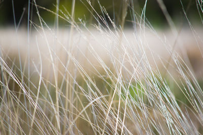 Close-up of dew drops on grass