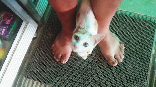 High angle view portrait of hand holding cat