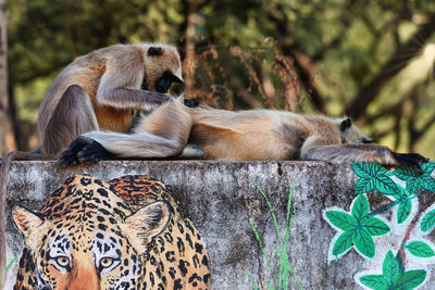 View of monkey couple on gate of leopard safari