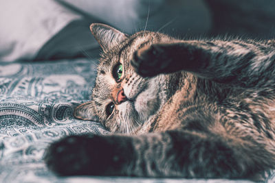 Close-up of a cat lying on bed