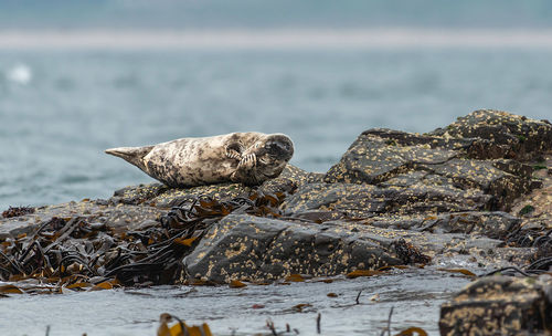 Seal perching on rock by sea