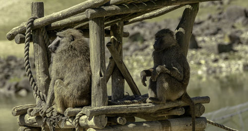 Monkeys sitting on built structure