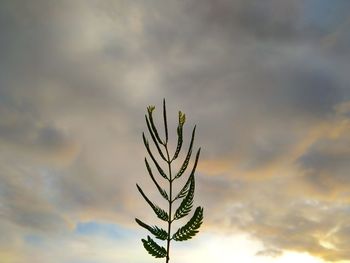 Low angle view of plant against sky