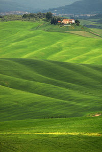 Scenic view of agricultural field