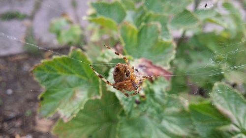 Close-up of spider on web