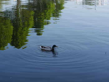 High angle view of ducks swimming in lake