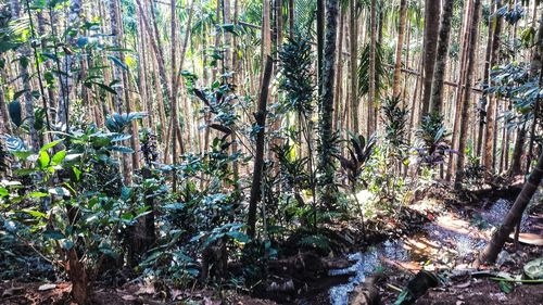 Trees in forest