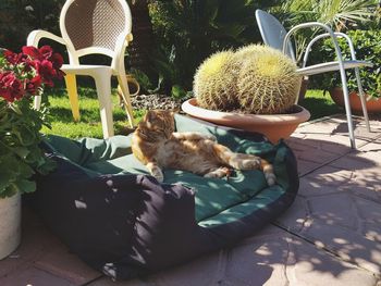 View of cat on plants