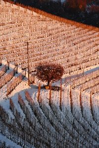 Trees on field during winter