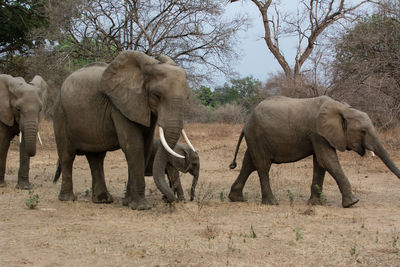 Elephants walking on ground