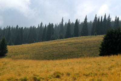 Scenic view of trees on field against sky