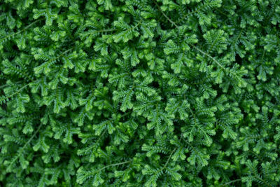 Full frame shot of fresh green plants