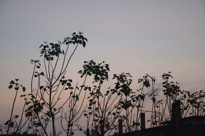 Low angle view of silhouette plants against sky during sunset